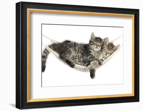 Two Cute Tabby Kittens, Stanley and Fosset, 7 Weeks, Sleeping in a Hammock-Mark Taylor-Framed Photographic Print