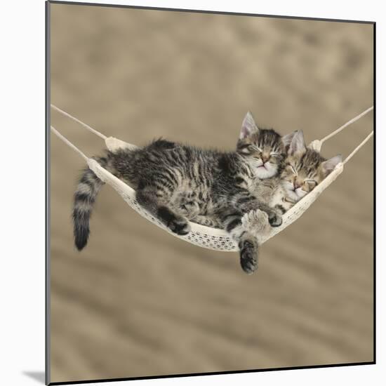 Two Cute Tabby Kittens, Stanley And Fosset, 7 Weeks, Sleeping In A Hammock-Mark Taylor-Mounted Photographic Print