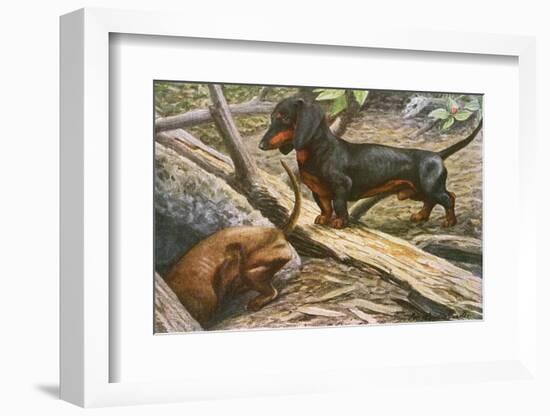 Two Dachshunds-null-Framed Photographic Print
