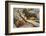 Two Dachshunds-null-Framed Photographic Print