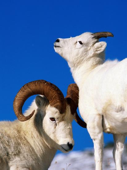 two dall sheep denali national park and preserve alaska