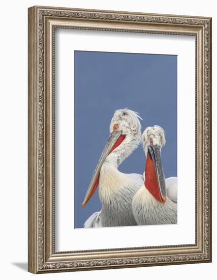 Two Dalmatian Pelicans (Pelecanus Crispus) Lake Kerkini, Macedonia, Greece, February 2009-Peltomäki-Framed Photographic Print