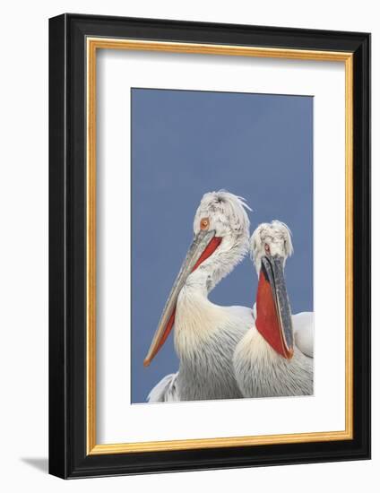 Two Dalmatian Pelicans (Pelecanus Crispus) Lake Kerkini, Macedonia, Greece, February 2009-Peltomäki-Framed Photographic Print