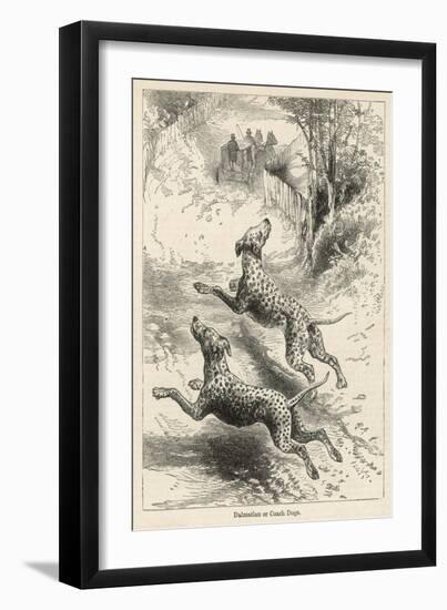 Two Dalmatians Also Known as Coach Dogs Follow and Protect a Carriage-null-Framed Art Print