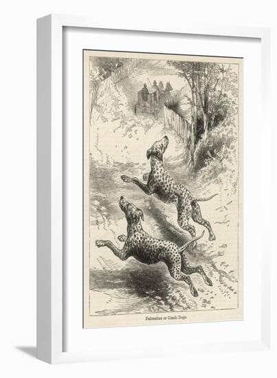 Two Dalmatians Also Known as Coach Dogs Follow and Protect a Carriage-null-Framed Art Print