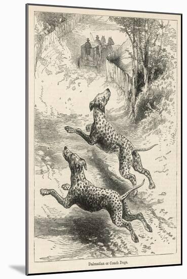 Two Dalmatians Also Known as Coach Dogs Follow and Protect a Carriage-null-Mounted Art Print