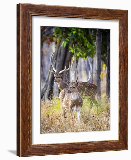 Two deer stags, India-Panoramic Images-Framed Photographic Print