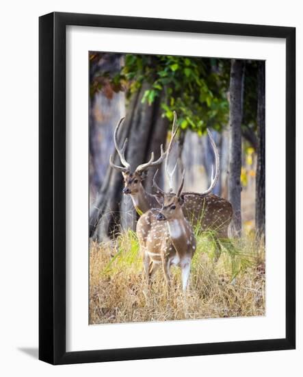 Two deer stags, India-Panoramic Images-Framed Photographic Print