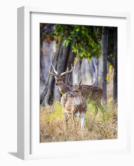 Two deer stags, India-Panoramic Images-Framed Photographic Print