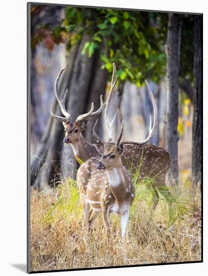 Two deer stags, India-Panoramic Images-Mounted Photographic Print