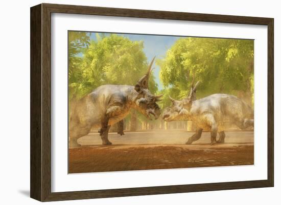 Two Diabloceratops Dinosaurs Fight for Mating Rights-Stocktrek Images-Framed Art Print