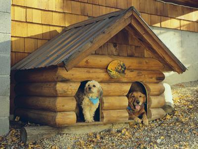 2 dog house