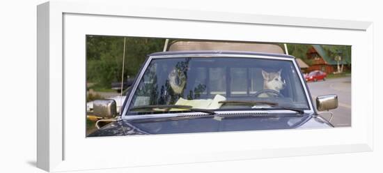 Two Dogs in a Pick-Up Truck, Main Street, Talkeetna, Alaska, USA-null-Framed Photographic Print