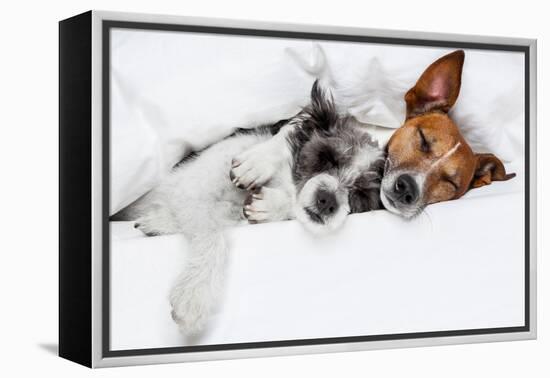 Two Dogs in Love-Javier Brosch-Framed Premier Image Canvas