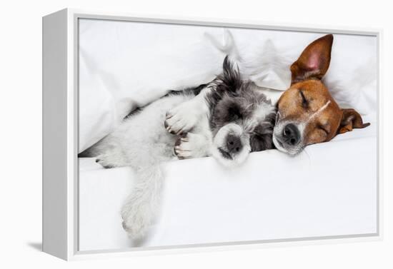 Two Dogs in Love-Javier Brosch-Framed Premier Image Canvas