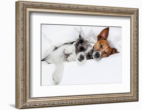 Two Dogs in Love-Javier Brosch-Framed Photographic Print