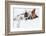 Two Dogs in Love-Javier Brosch-Framed Photographic Print