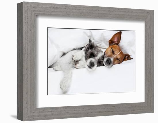 Two Dogs in Love-Javier Brosch-Framed Photographic Print