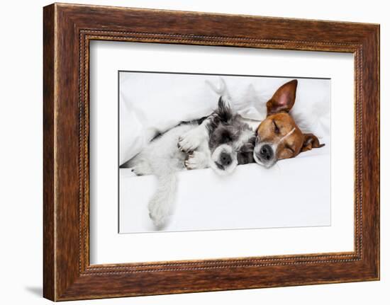 Two Dogs in Love-Javier Brosch-Framed Photographic Print