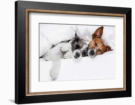 Two Dogs in Love-Javier Brosch-Framed Photographic Print