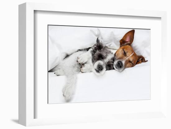 Two Dogs in Love-Javier Brosch-Framed Photographic Print