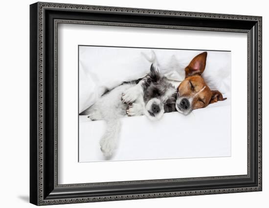 Two Dogs in Love-Javier Brosch-Framed Photographic Print