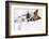 Two Dogs in Love-Javier Brosch-Framed Photographic Print