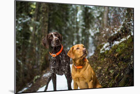 Two Dogs Look Sideways On A Snowy Forest Trail-Hannah Dewey-Mounted Photographic Print