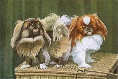 Pekingese Wall Art: Prints, Paintings & Posters | Art.com