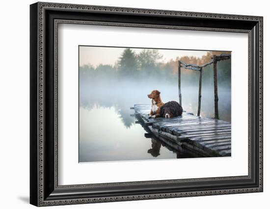 Two Dogs on the Lake in the Morning in the Fog. Animals Breed Nova Scotia Duck Tolling Retriever, T-Dezy-Framed Photographic Print
