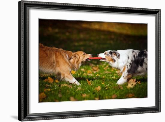 Two Dogs Playing With A Toy Together-Ksuksa-Framed Photographic Print