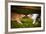 Two Dogs Playing With A Toy Together-Ksuksa-Framed Photographic Print