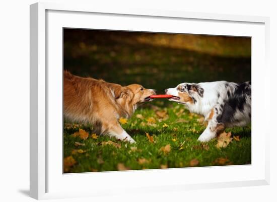 Two Dogs Playing With A Toy Together-Ksuksa-Framed Photographic Print