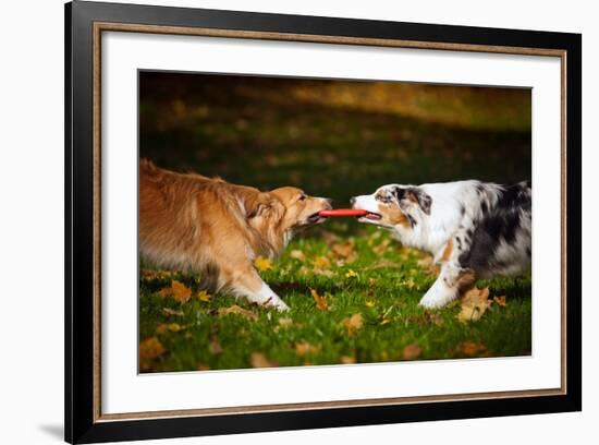 Two Dogs Playing With A Toy Together-Ksuksa-Framed Photographic Print