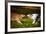 Two Dogs Playing With A Toy Together-Ksuksa-Framed Photographic Print