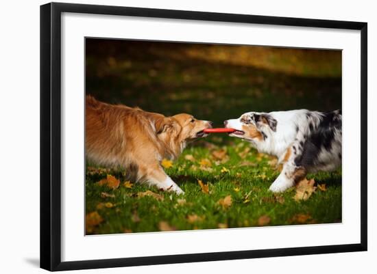 Two Dogs Playing With A Toy Together-Ksuksa-Framed Photographic Print