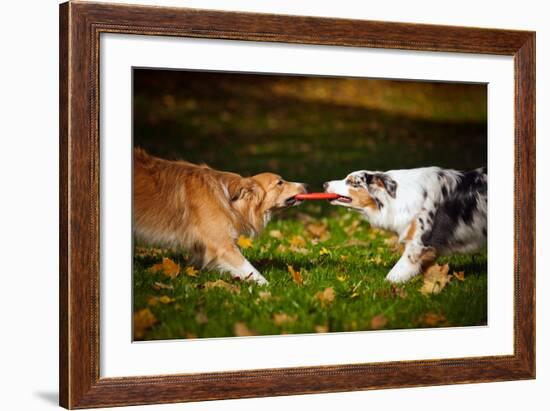 Two Dogs Playing With A Toy Together-Ksuksa-Framed Photographic Print