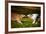 Two Dogs Playing With A Toy Together-Ksuksa-Framed Photographic Print