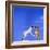 Two Dogs Playing-DLILLC-Framed Photographic Print