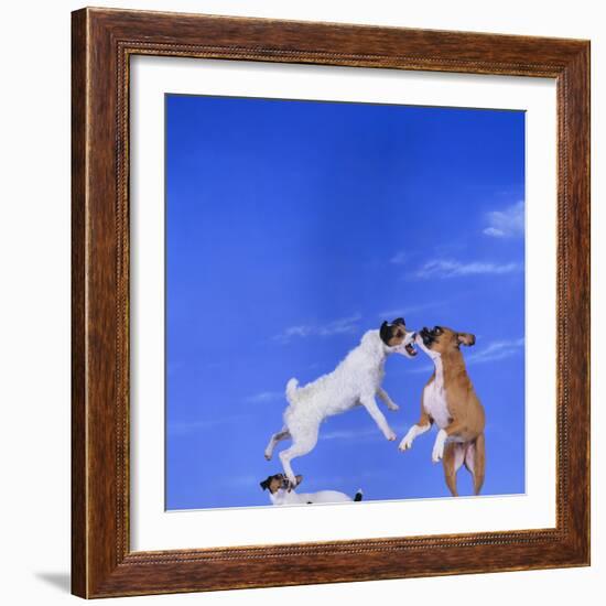 Two Dogs Playing-DLILLC-Framed Photographic Print