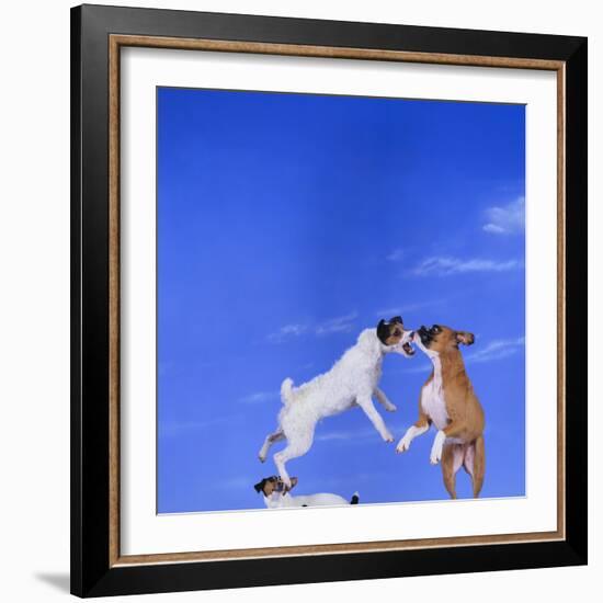 Two Dogs Playing-DLILLC-Framed Photographic Print