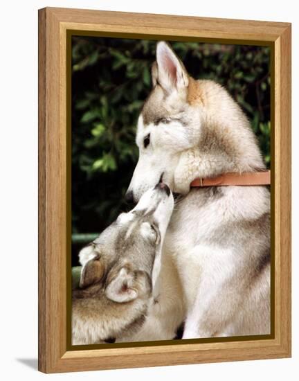Two Dogs, Siberian Husky Breed, Play with Each Other-null-Framed Premier Image Canvas