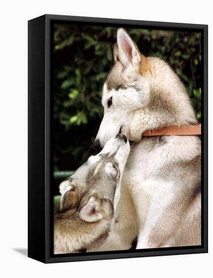 Two Dogs, Siberian Husky Breed, Play with Each Other-null-Framed Premier Image Canvas