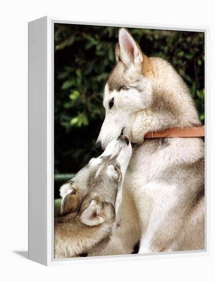 Two Dogs, Siberian Husky Breed, Play with Each Other-null-Framed Premier Image Canvas