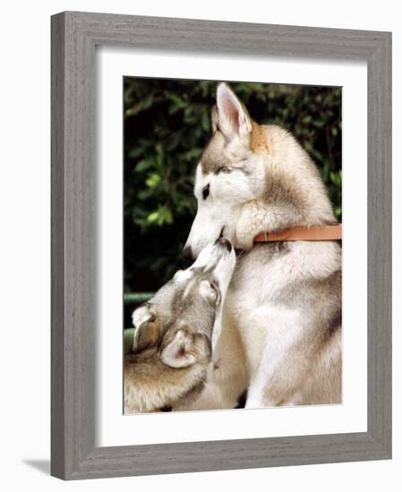 Two Dogs, Siberian Husky Breed, Play with Each Other-null-Framed Photographic Print
