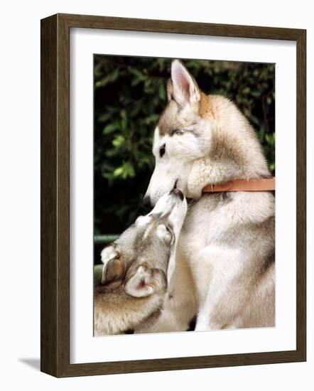 Two Dogs, Siberian Husky Breed, Play with Each Other-null-Framed Photographic Print