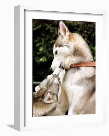 Two Dogs, Siberian Husky Breed, Play with Each Other-null-Framed Photographic Print