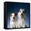Two dogs sticking out their tongues-Christopher C Collins-Framed Premier Image Canvas