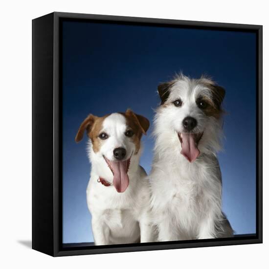 Two dogs sticking out their tongues-Christopher C Collins-Framed Premier Image Canvas