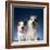 Two dogs sticking out their tongues-Christopher C Collins-Framed Photographic Print